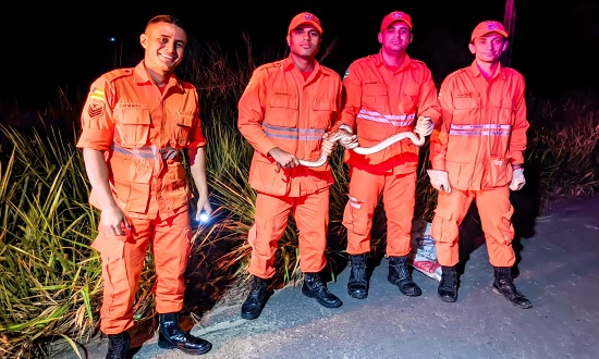 Jiboia Arco Ris Da Caatinga Retirada De Telhado De Casa Em Lagarto