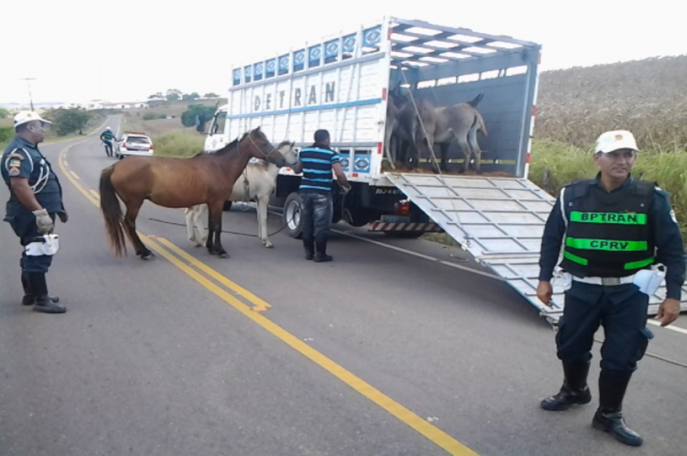 Opera O Boiadeiros J Recolheu Animais Nas Rodovias O Que