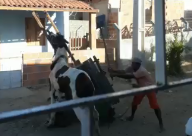 Homem suspeito de maus tratos a cavalo morto é preso no interior