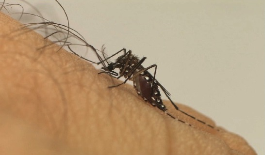 Levantamento de infestação por Aedes aegypti será retomado em Aracaju