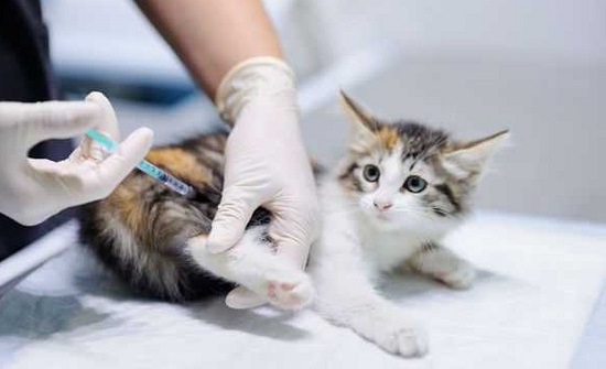 Vacinação de cães e gatos em Aracaju começa nesta terça, 13