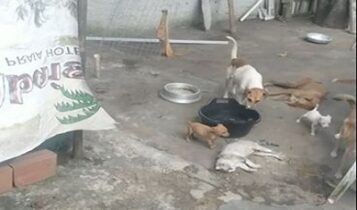 ONG em Estância é invadida e animais são mortos