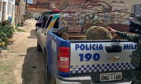 PM flagra cativeiro ilegal de aves silvestres no bairro Aeroporto
