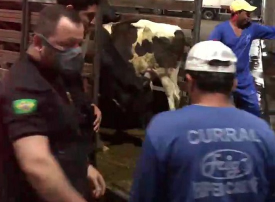 Polícia prende duas pessoas em flagrante por furto de gado