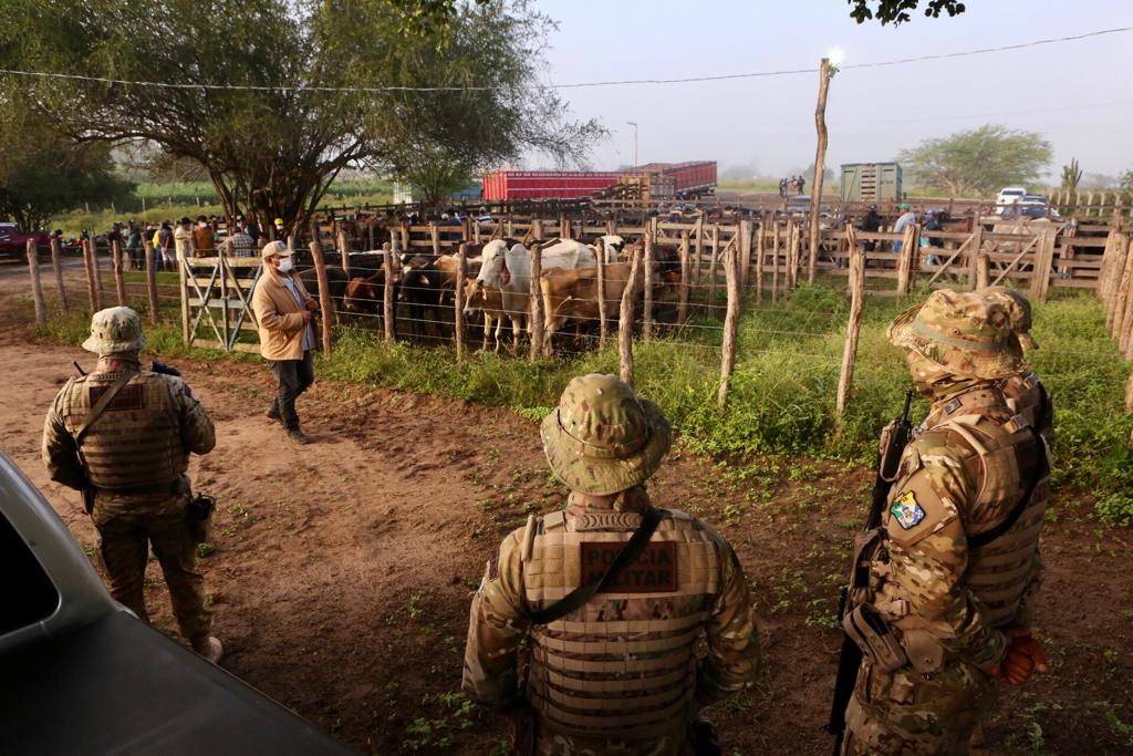 Glória:  Operação flagra feira clandestina com venda de gado