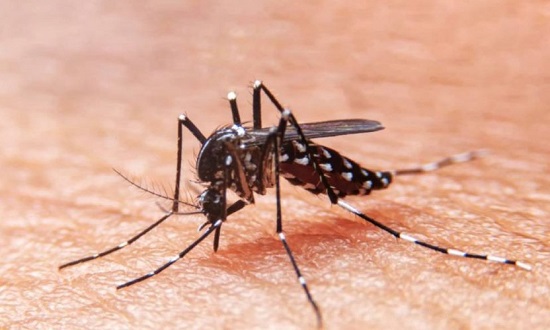 Sergipe já registrou 2.718 casos de dengue e 2.414 de Chikungunya