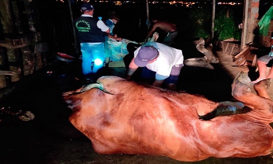 Polícia flagra homens desossando cavalos em abatedouro clandestino