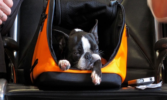 Latam suspende transporte de pets após morte de cão em voo SP-AJU