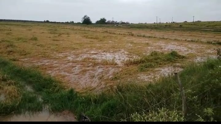 Chuva causa prejuízo de R$ 5 milhões aos rizicultores de Neópolis