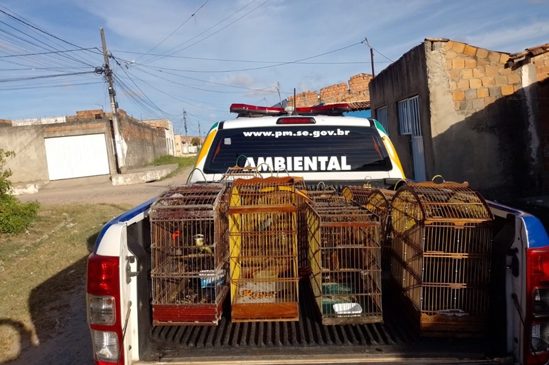 Polícia Militar apreende 51 aves silvestres mantidas em cativeiro