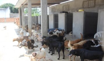 Adasfa pede ajuda para alimentar os animais e manter a ONG