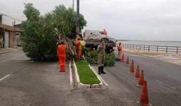 Ventos fortes provocam queda de árvore em bairro da capital