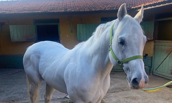 Cavalos apreendidos no haras de Valdevan deverão doados a PM de SE