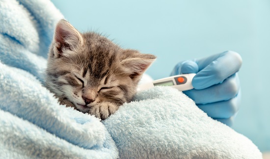 Gripe e pneumonia são comuns em gatos no inverno; saiba mais