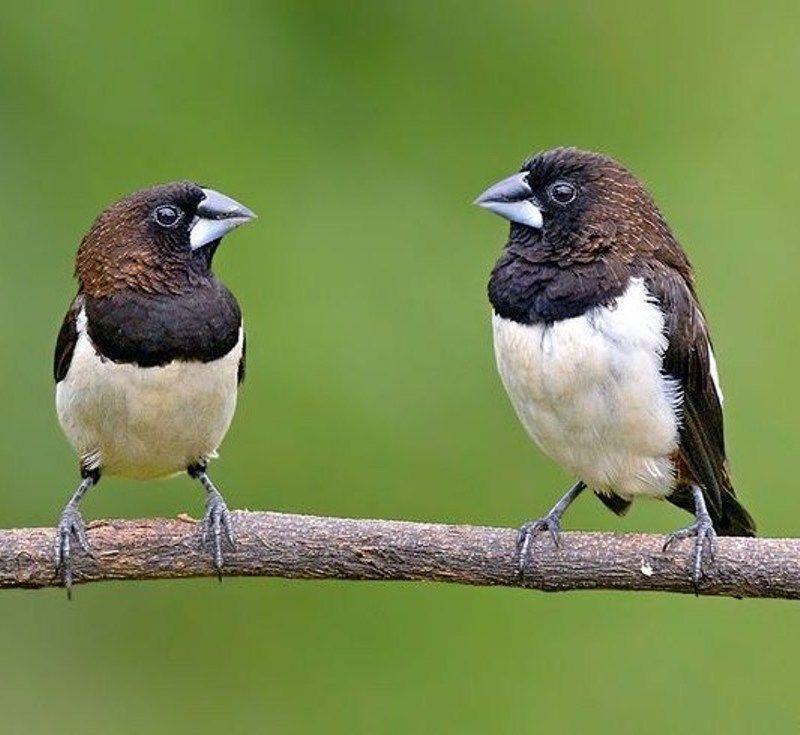 Pássaros só podem ser criados em cativeiro com autorização ambiental
