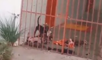 Cachorros são flagrados praticando canibalismo em Centro de Zoonoses