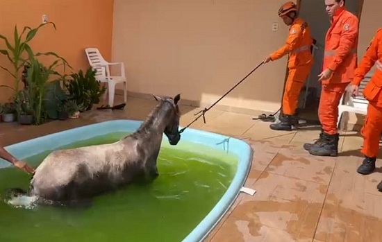 Bombeiros resgatam égua que caiu em piscina em Barra dos Coqueiros