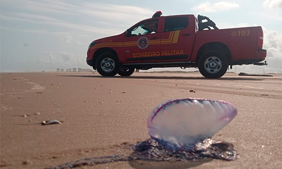 Cerca de 44 pessoas sofrem acidentes com caravelas nas praias de Aracaju