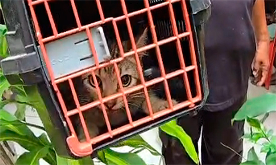 Gatos Resgatados em Operação Contra Maus-Tratos em Aracaju