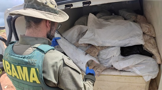 PRF apreende 1,6 t de barbatanas de tubarão avaliadas em R$ 147 mil em Sergipe