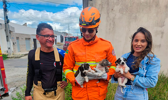 Bombeiros de Itabaiana salvam três filhotes presos entre paredes em Aparecida