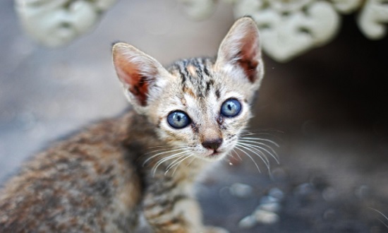 Gatos mortos em hospital: Polícia de Sergipe investiga caso