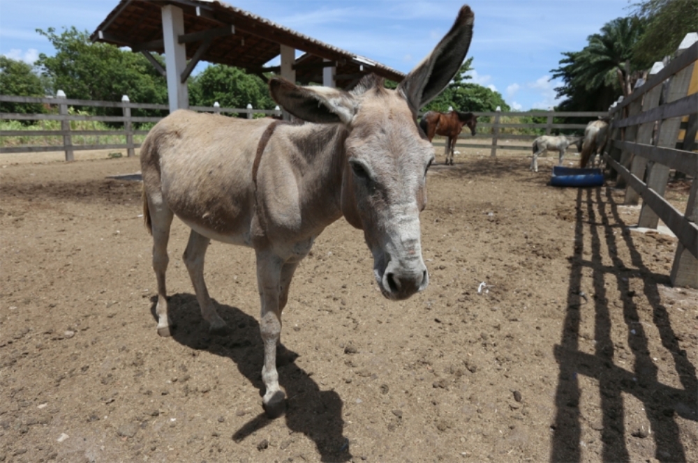 Mais de 600 animais de grande porte são apreendidos O que é notícia em Sergipe Mais de 600 animais de grande porte são apreendidos O que é notícia em Sergipe